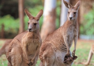 Taronga Zoo: Cangurus