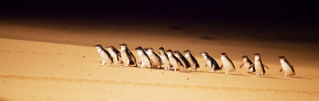 Desfile dos Pinguins!