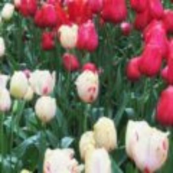 Tulipas no Keukenhof (Holanda)